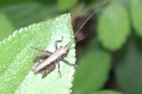 Pholidoptera griseoaptera