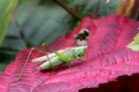 Conocephalus fuscus fuscus