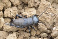 Gryllus campestris