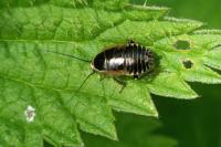 Ectobius sylvestris
