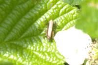 Pholidoptera griseoaptera