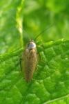 Ectobius lapponicus