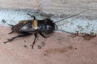 Gryllus campestris