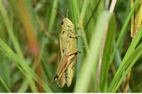 Stethophyma grossum