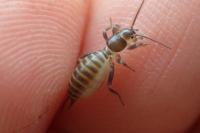 Gryllotalpa gryllotalpa