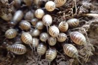 Gryllotalpa gryllotalpa