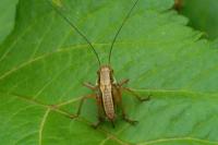 Roeseliana roeselii