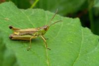 Pseudochorthippus parallelus parallelus