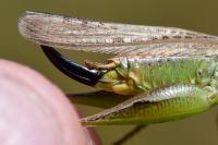 Platycleis albopunctata albopunctata