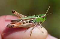Stenobothrus lineatus lineatus