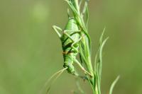 Ephippiger diurnus diurnus