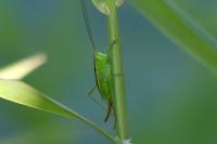 Conocephalus dorsalis