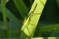 Conocephalus fuscus fuscus