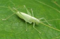 Meconema meridionale