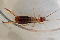 Apterygida albipennis