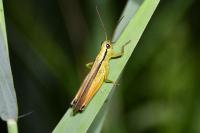 Mecostethus parapleurus parapleurus