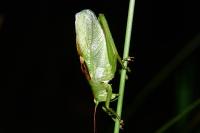 Tettigonia cantans