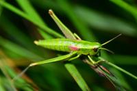 Euthystira brachyptera brachyptera