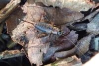 Nemobius sylvestris sylvestris