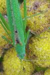 Phaneroptera falcata