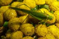 Phaneroptera falcata