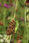 Conocephalus fuscus fuscus