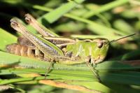 Stenobothrus lineatus lineatus