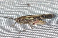 Aiolopus thalassinus thalassinus