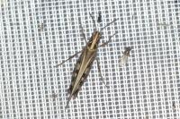 Aiolopus thalassinus thalassinus
