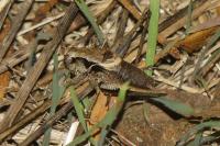 Pholidoptera griseoaptera