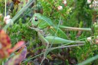 Decticus verrucivorus verrucivorus