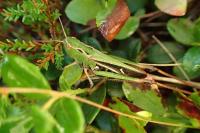 Stenobothrus lineatus lineatus