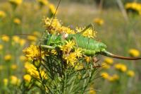Ephippiger diurnus diurnus