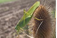 Tettigonia viridissima
