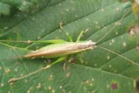 Conocephalus fuscus fuscus