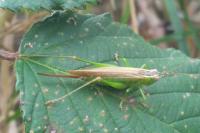 Conocephalus fuscus fuscus