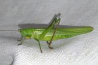 Ruspolia nitidula