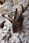 Platycleis albopunctata albopunctata