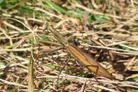Mantis religiosa