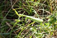 Mantis religiosa