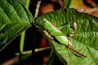 Conocephalus fuscus fuscus