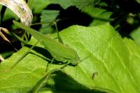 Phaneroptera nana