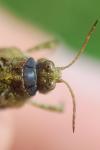 Tetrix ceperoi ceperoi