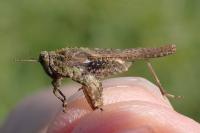 Tetrix ceperoi ceperoi