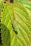 Phaneroptera