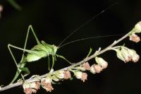 Leptophyes punctatissima