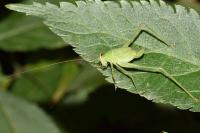 Leptophyes punctatissima