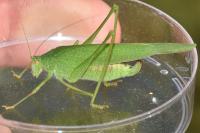 Phaneroptera nana