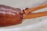 Chelidurella acanthopygia
