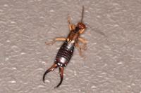 Forficula auricularia
